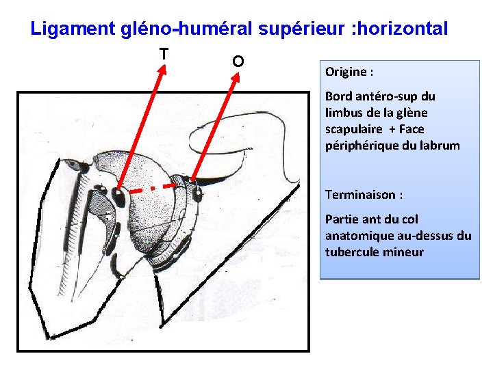 Ligament gléno-huméral supérieur : horizontal T O Origine : Bord antéro-sup du limbus de
