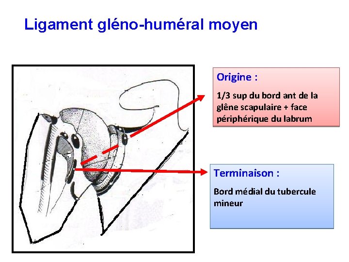 Ligament gléno-huméral moyen Origine : 1/3 sup du bord ant de la glêne scapulaire