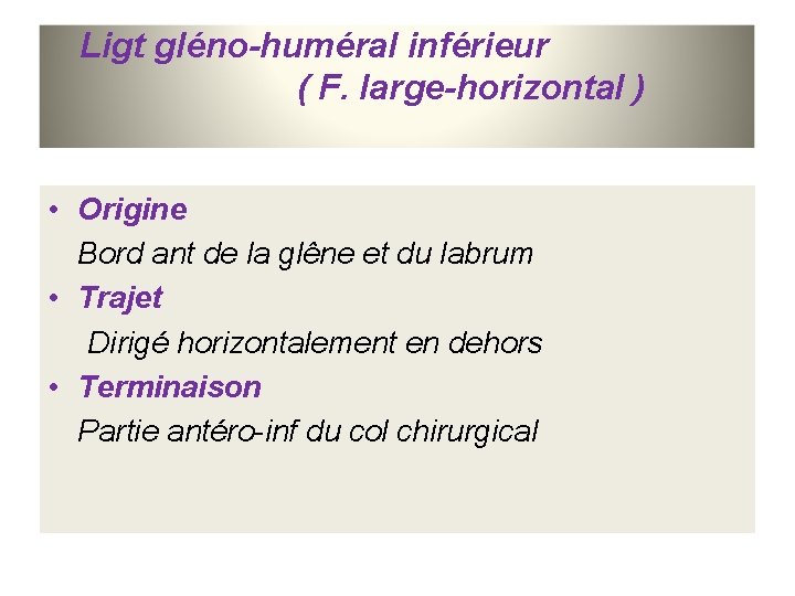 Ligt gléno-huméral inférieur ( F. large-horizontal ) • Origine Bord ant de la glêne