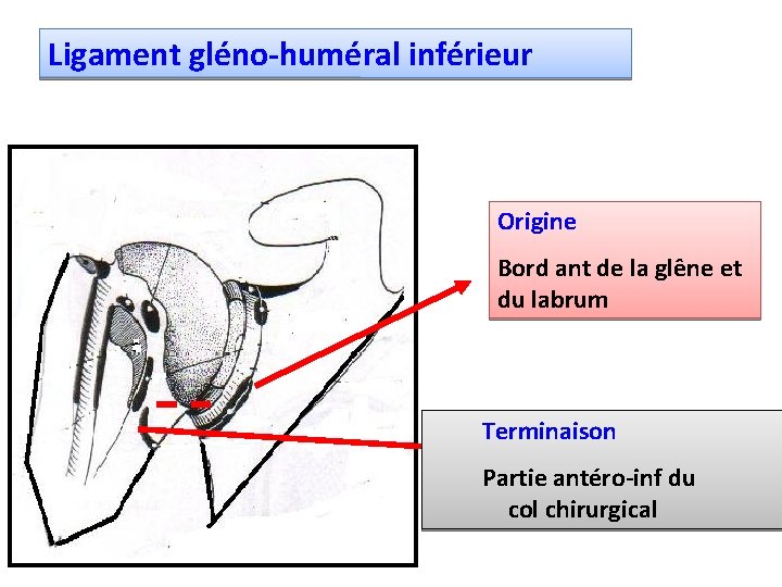 Ligament gléno-huméral inférieur Origine Bord ant de la glêne et du labrum Terminaison Partie