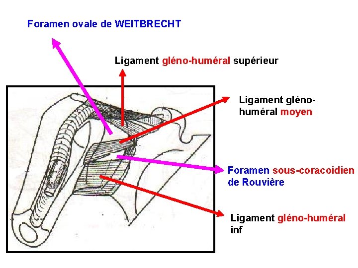 Foramen ovale de WEITBRECHT Ligament gléno-huméral supérieur Ligament glénohuméral moyen Foramen sous-coracoidien de Rouvière