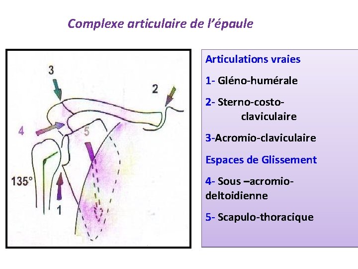 Complexe articulaire de l’épaule Articulations vraies 1 - Gléno-humérale 2 - Sterno-costoclaviculaire 3 -Acromio-claviculaire