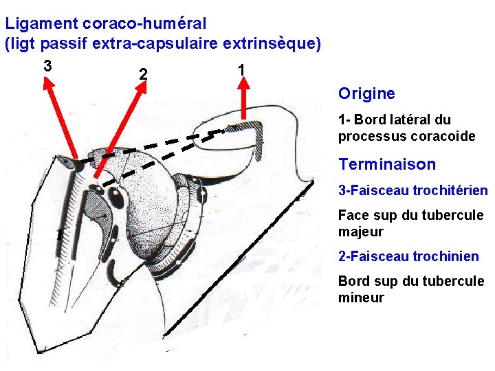 Ligament coraco-huméral (ligt passif extra-capsulaire extrinsèque) 3 1 2 Origine 1 - Bord latéral