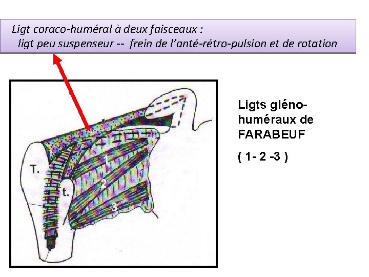 Ligt coraco-huméral à deux faisceaux : ligt peu suspenseur -- frein de l’anté-rétro-pulsion et