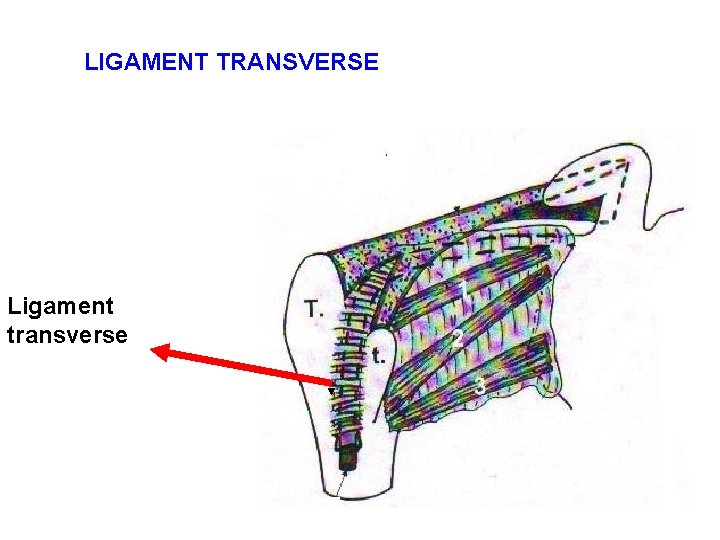 LIGAMENT TRANSVERSE Ligament transverse 