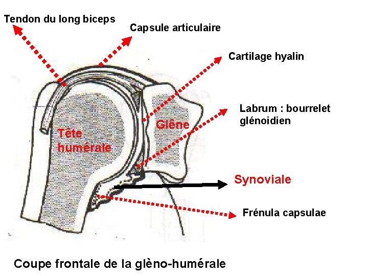 Tendon du long biceps Capsule articulaire Cartilage hyalin Tête humérale Glêne Labrum : bourrelet
