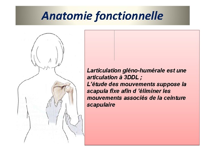 Anatomie fonctionnelle Larticulation gléno-humérale est une articulation à 3 DDL ; L’étude des mouvements