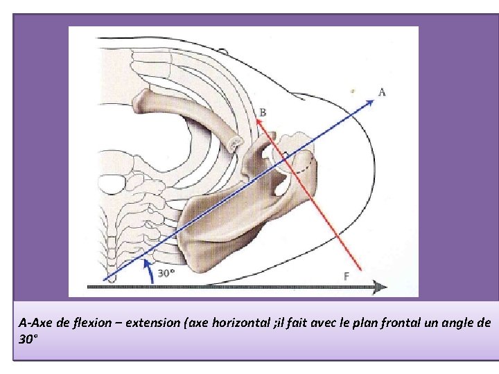 A-Axe de flexion – extension (axe horizontal ; il fait avec le plan frontal