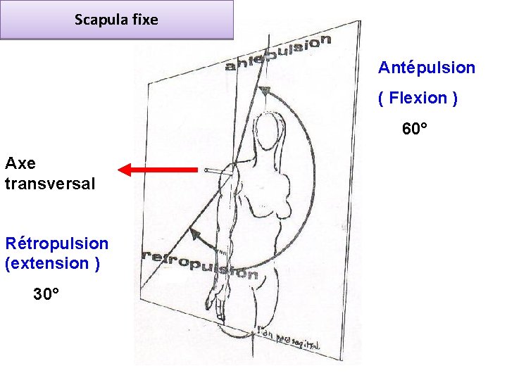 Scapula fixe Antépulsion ( Flexion ) 60° Axe transversal Rétropulsion (extension ) 30° 