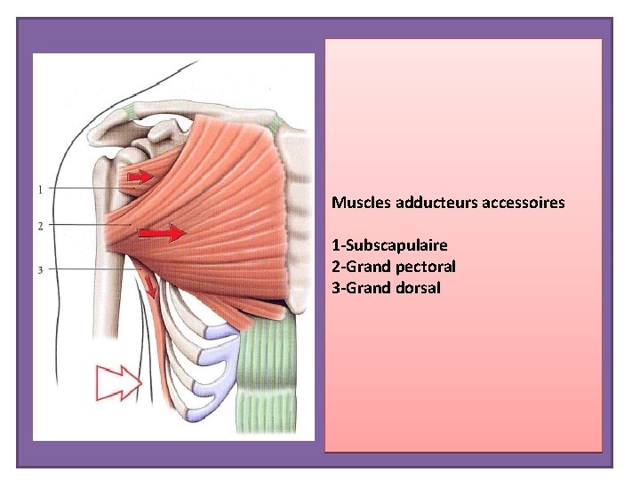 Muscles adducteurs accessoires 1 -Subscapulaire 2 -Grand pectoral 3 -Grand dorsal 