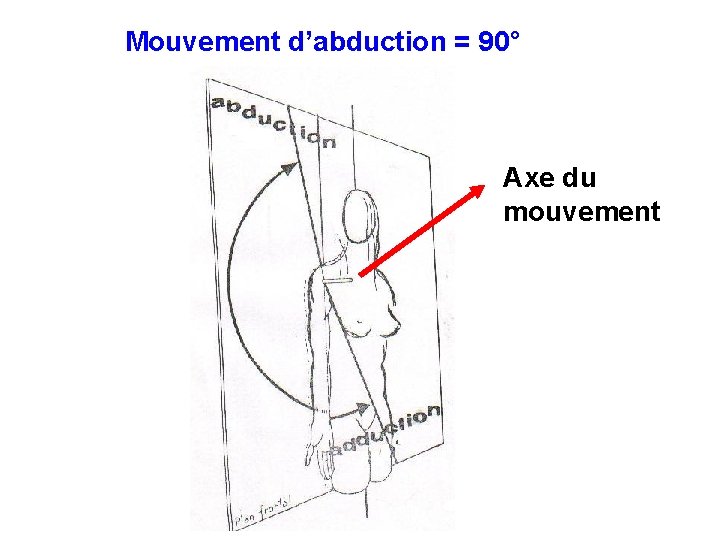Mouvement d’abduction = 90° Axe du mouvement 
