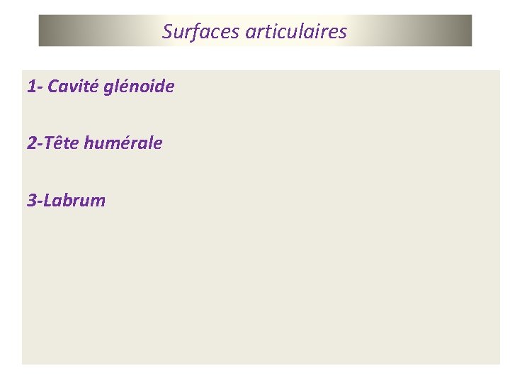 Surfaces articulaires 1 - Cavité glénoide 2 -Tête humérale 3 -Labrum 