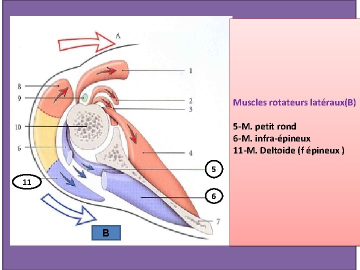 Muscles rotateurs latéraux(B) 5 -M. petit rond 6 -M. infra-épineux 11 -M. Deltoide (f