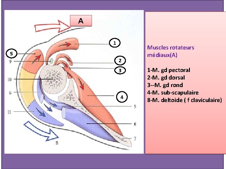 A 1 5 2 3 4 Muscles rotateurs médiaux(A) 1 -M. gd pectoral 2