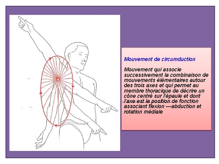 Mouvement de circumduction Mouvement qui associe successivement la combinaison de mouvements élémentaires autour des