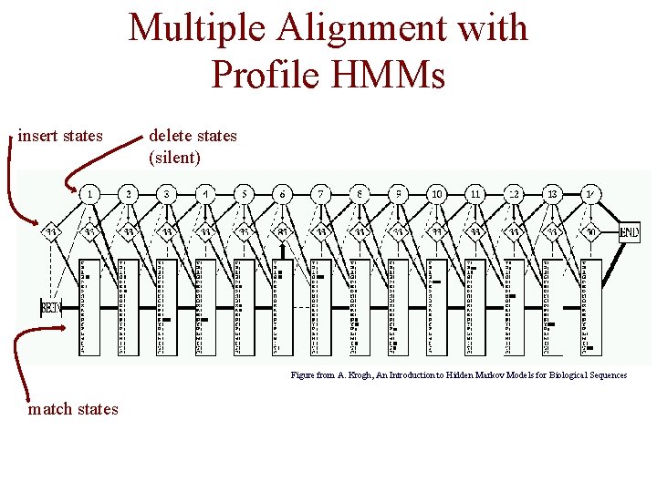 Multiple Alignment with Profile HMMs insert states delete states (silent) Figure from A. Krogh,