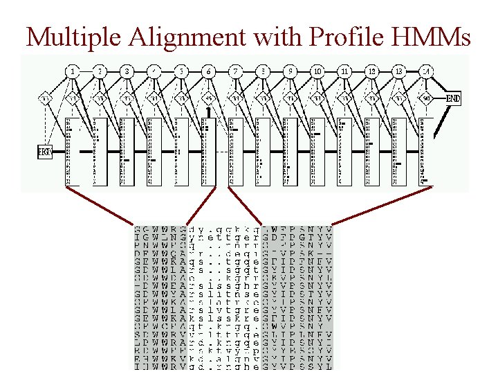 Multiple Alignment with Profile HMMs 