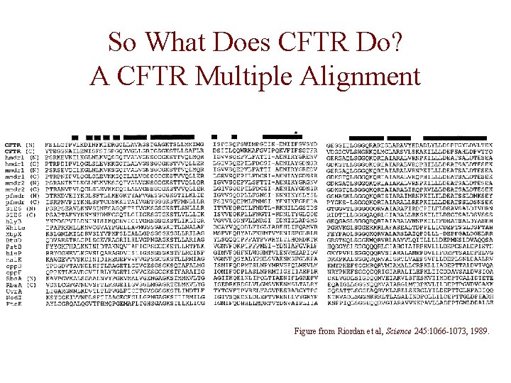 So What Does CFTR Do? A CFTR Multiple Alignment Figure from Riordan et al,