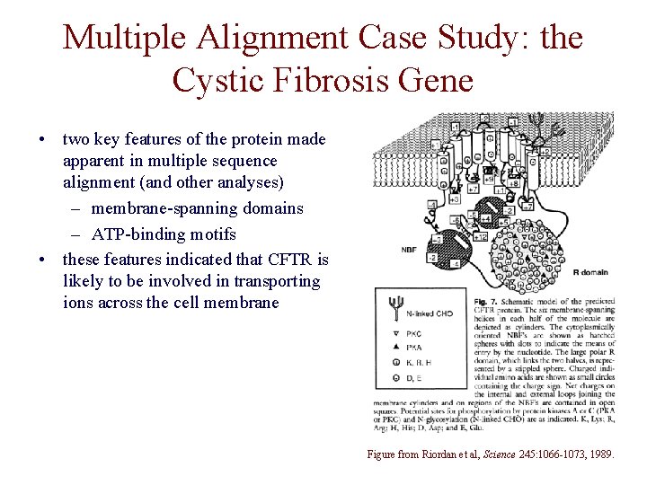 Multiple Alignment Case Study: the Cystic Fibrosis Gene • two key features of the