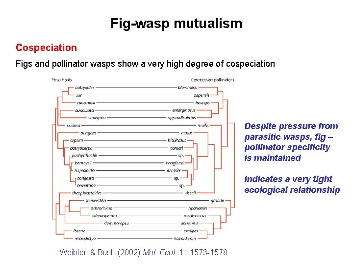 Fig-wasp mutualism Cospeciation Figs and pollinator wasps show a very high degree of cospeciation