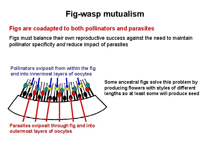 Fig-wasp mutualism Figs are coadapted to both pollinators and parasites Figs must balance their
