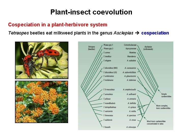 Plant-insect coevolution Cospeciation in a plant-herbivore system Tetraopes beetles eat milkweed plants in the