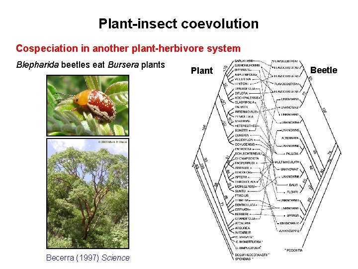 Plant-insect coevolution Cospeciation in another plant-herbivore system Blepharida beetles eat Bursera plants Becerra (1997)
