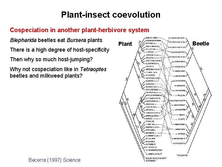 Plant-insect coevolution Cospeciation in another plant-herbivore system Blepharida beetles eat Bursera plants There is