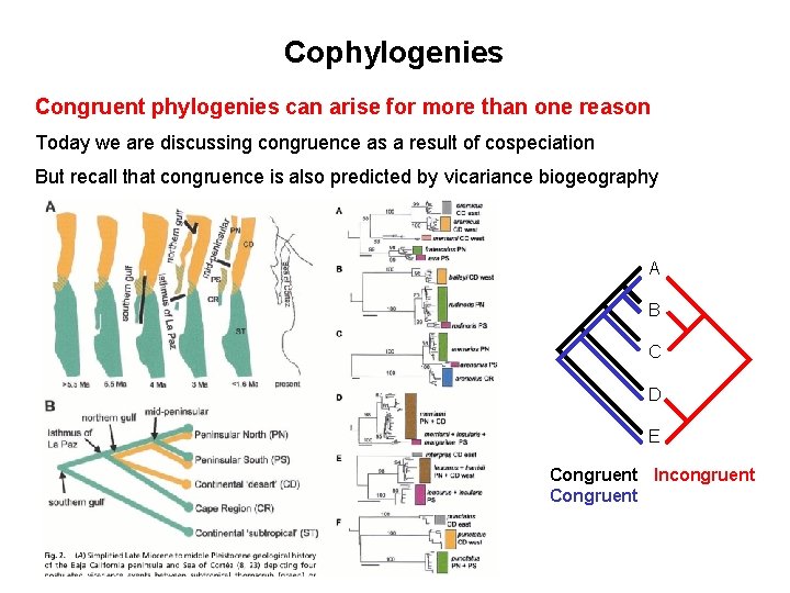 Cophylogenies Congruent phylogenies can arise for more than one reason Today we are discussing