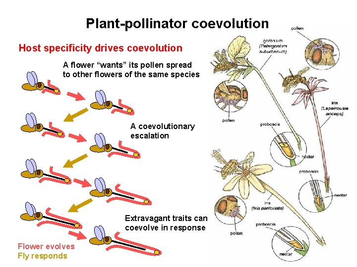 Plant-pollinator coevolution Host specificity drives coevolution A flower “wants” its pollen spread to other