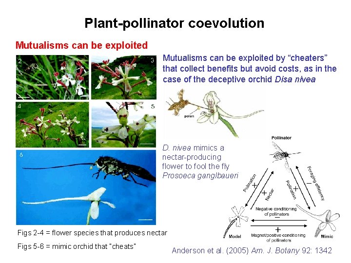 Plant-pollinator coevolution Mutualisms can be exploited by “cheaters” that collect benefits but avoid costs,