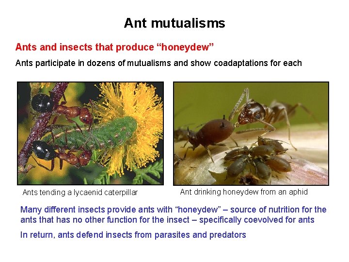 Ant mutualisms Ants and insects that produce “honeydew” Ants participate in dozens of mutualisms