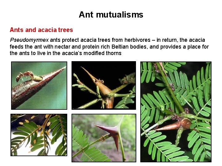 Ant mutualisms Ants and acacia trees Pseudomyrmex ants protect acacia trees from herbivores –