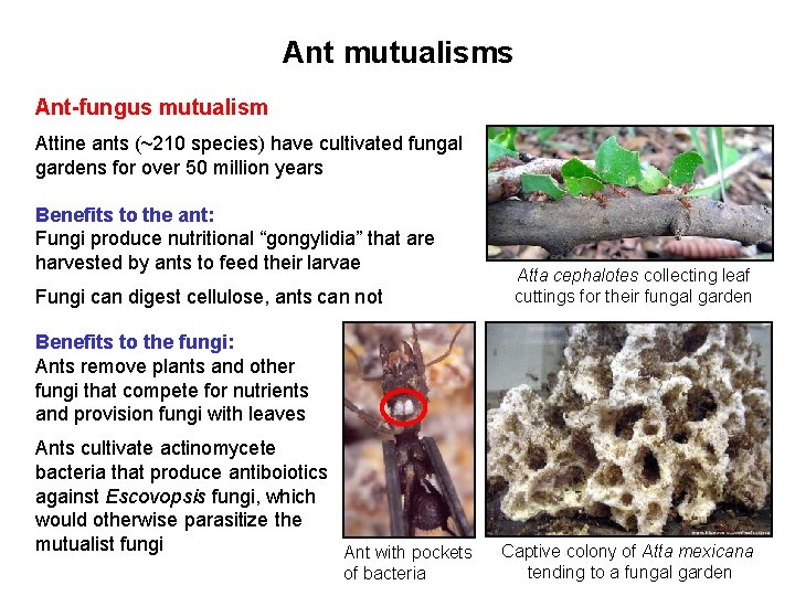 Ant mutualisms Ant-fungus mutualism Attine ants (~210 species) have cultivated fungal gardens for over