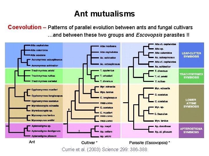 Ant mutualisms Coevolution – Patterns of parallel evolution between ants and fungal cultivars …and