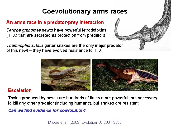 Coevolutionary arms races An arms race in a predator-prey interaction Taricha granulosa newts have