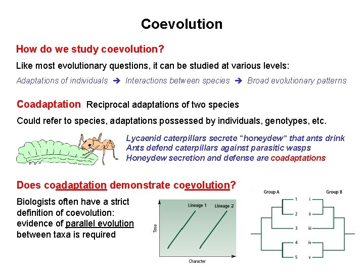 Coevolution How do we study coevolution? Like most evolutionary questions, it can be studied