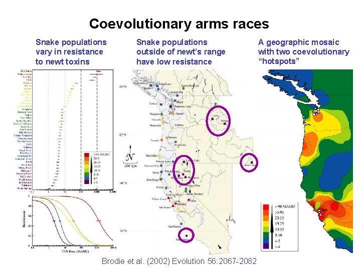 Coevolutionary arms races Snake populations vary in resistance to newt toxins Snake populations outside