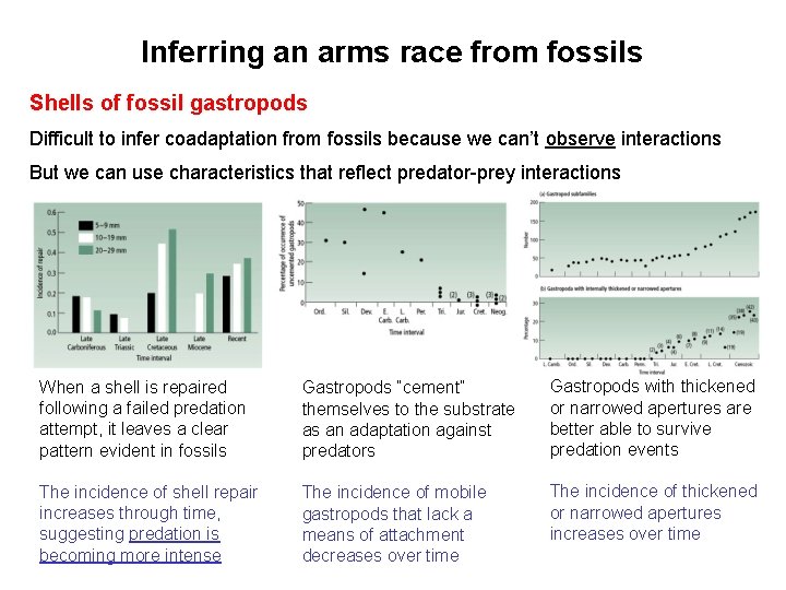 Inferring an arms race from fossils Shells of fossil gastropods Difficult to infer coadaptation