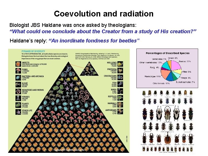 Coevolution and radiation Biologist JBS Haldane was once asked by theologians: “What could one