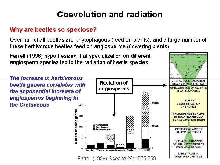 Coevolution and radiation Why are beetles so speciose? Over half of all beetles are