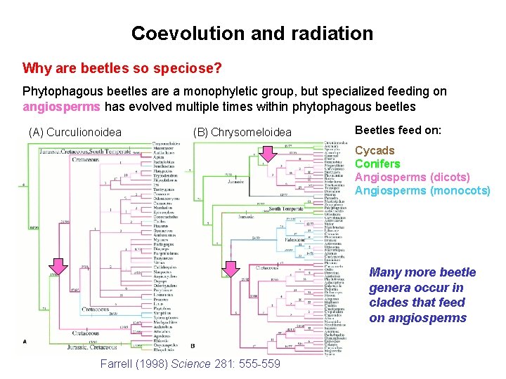 Coevolution and radiation Why are beetles so speciose? Phytophagous beetles are a monophyletic group,