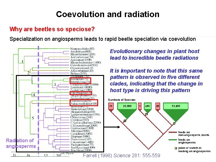 Coevolution and radiation Why are beetles so speciose? Specialization on angiosperms leads to rapid