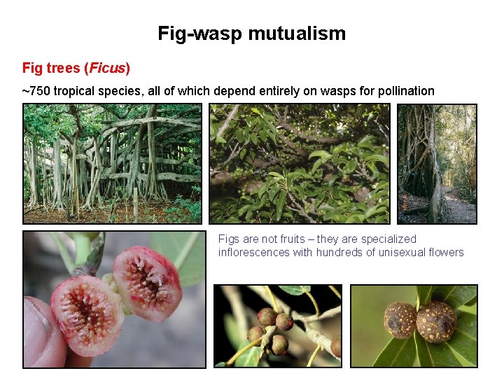 Fig-wasp mutualism Fig trees (Ficus) ~750 tropical species, all of which depend entirely on