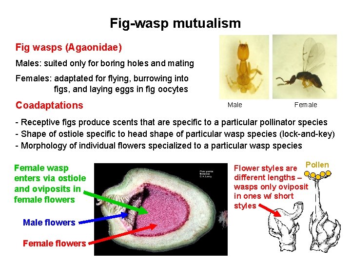 Fig-wasp mutualism Fig wasps (Agaonidae) Males: suited only for boring holes and mating Females:
