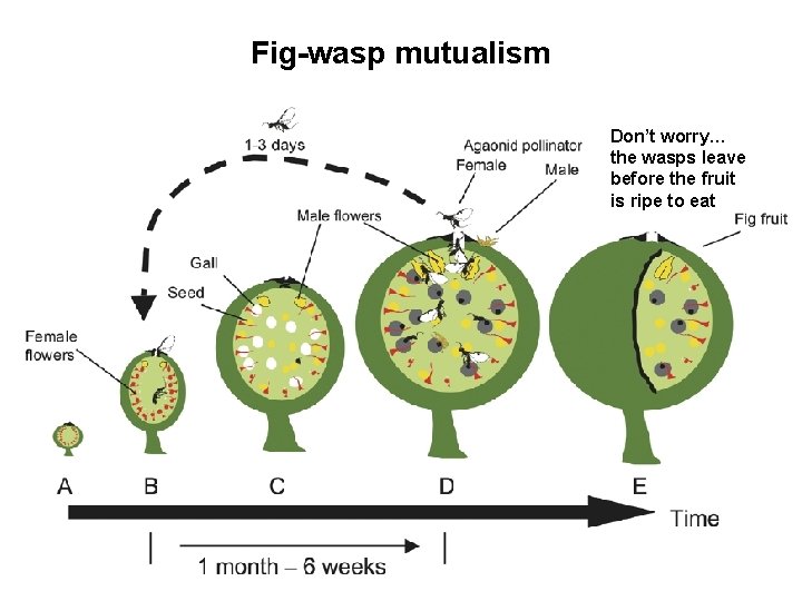Fig-wasp mutualism Don’t worry… the wasps leave before the fruit is ripe to eat