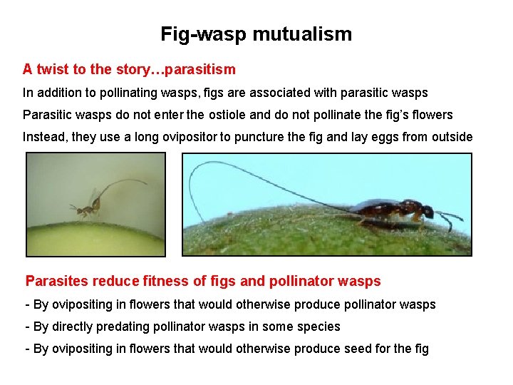 Fig-wasp mutualism A twist to the story…parasitism In addition to pollinating wasps, figs are