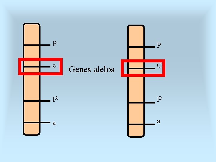 P P c C Genes alelos IA IB a a 