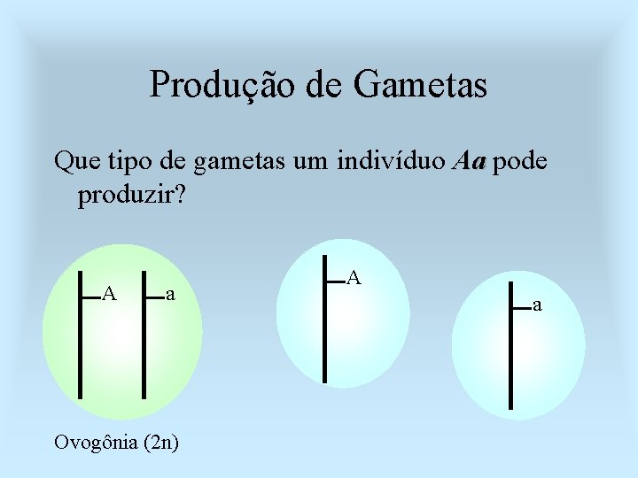 Produção de Gametas Que tipo de gametas um indivíduo Aa pode produzir? A a