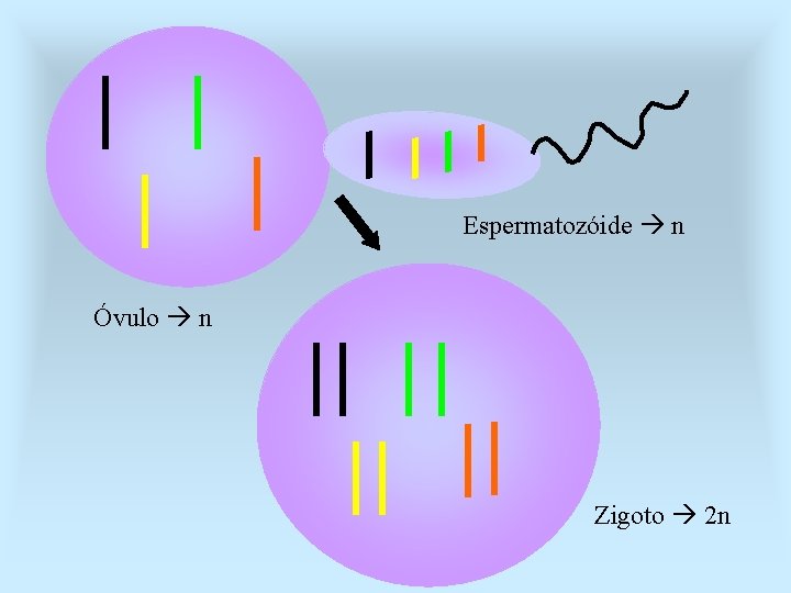 Espermatozóide n Óvulo n Zigoto 2 n 